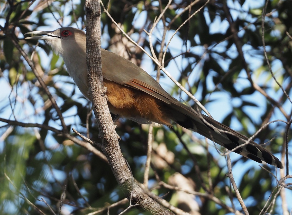 Great Lizard-Cuckoo - ML614621104