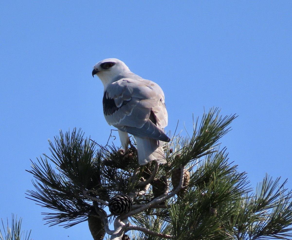 White-tailed Kite - ML614621127