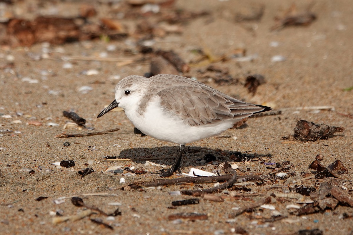 Sanderling - ML614621130