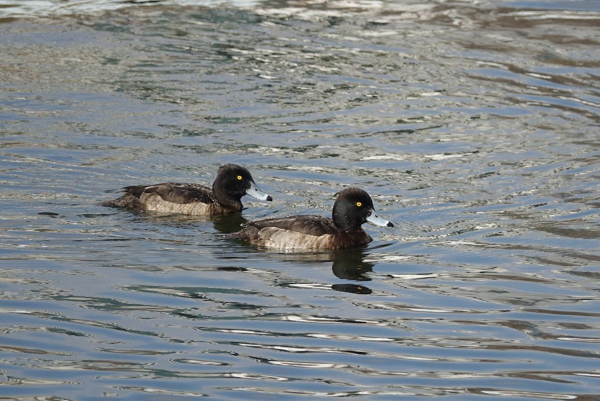 Tufted Duck - Unkyung Jeon