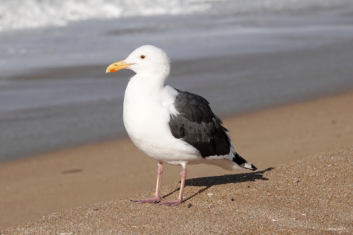 Western Gull - Steve Neely