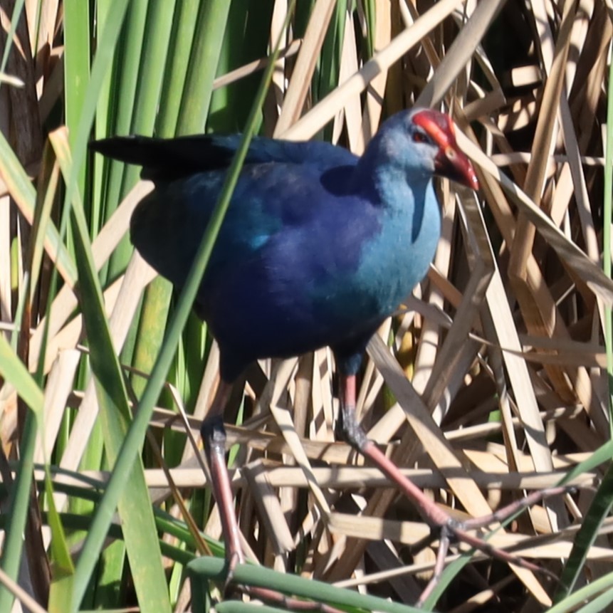 Gray-headed Swamphen - ML614621170