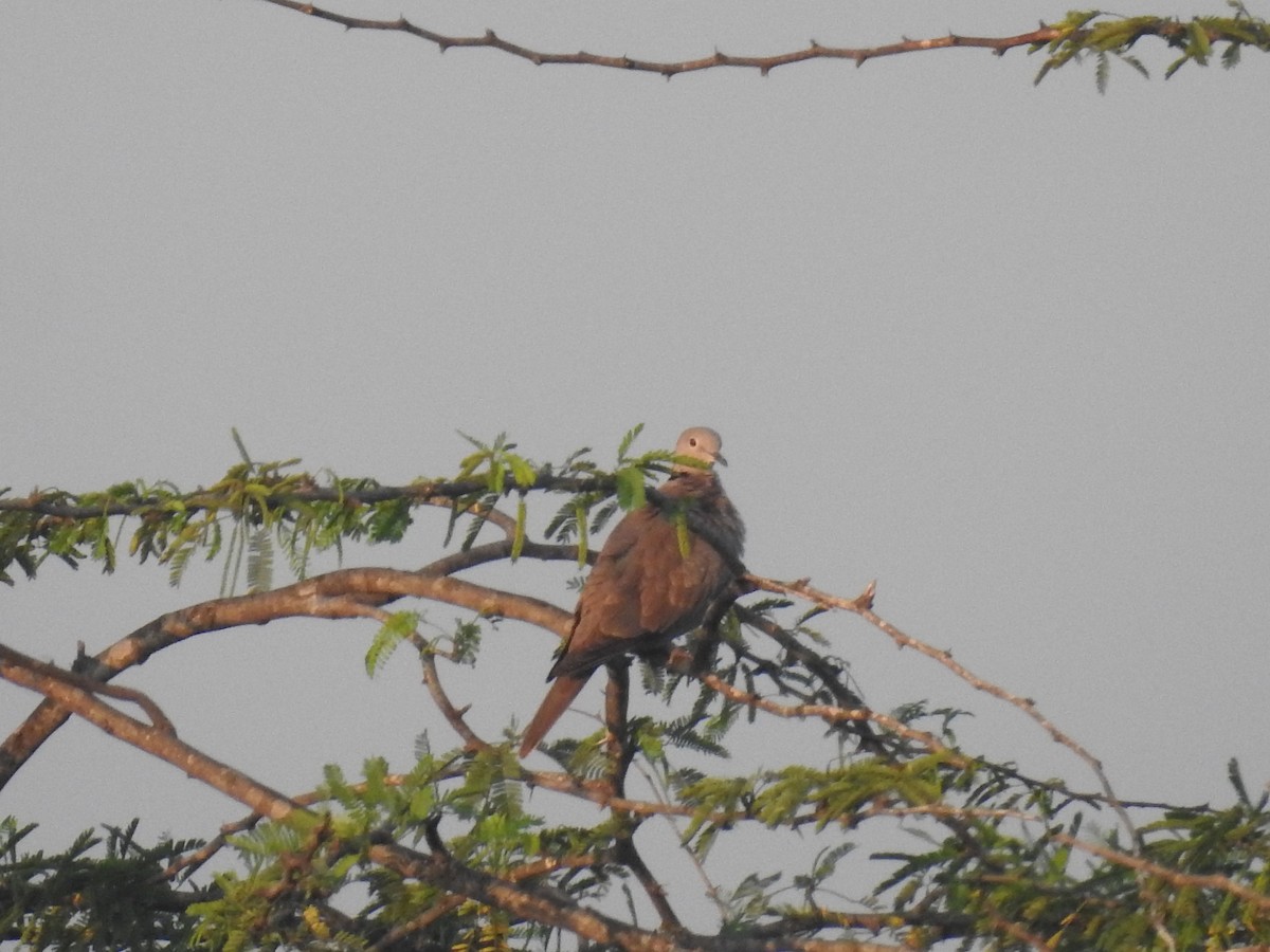 Eurasian Collared-Dove - ML614621199