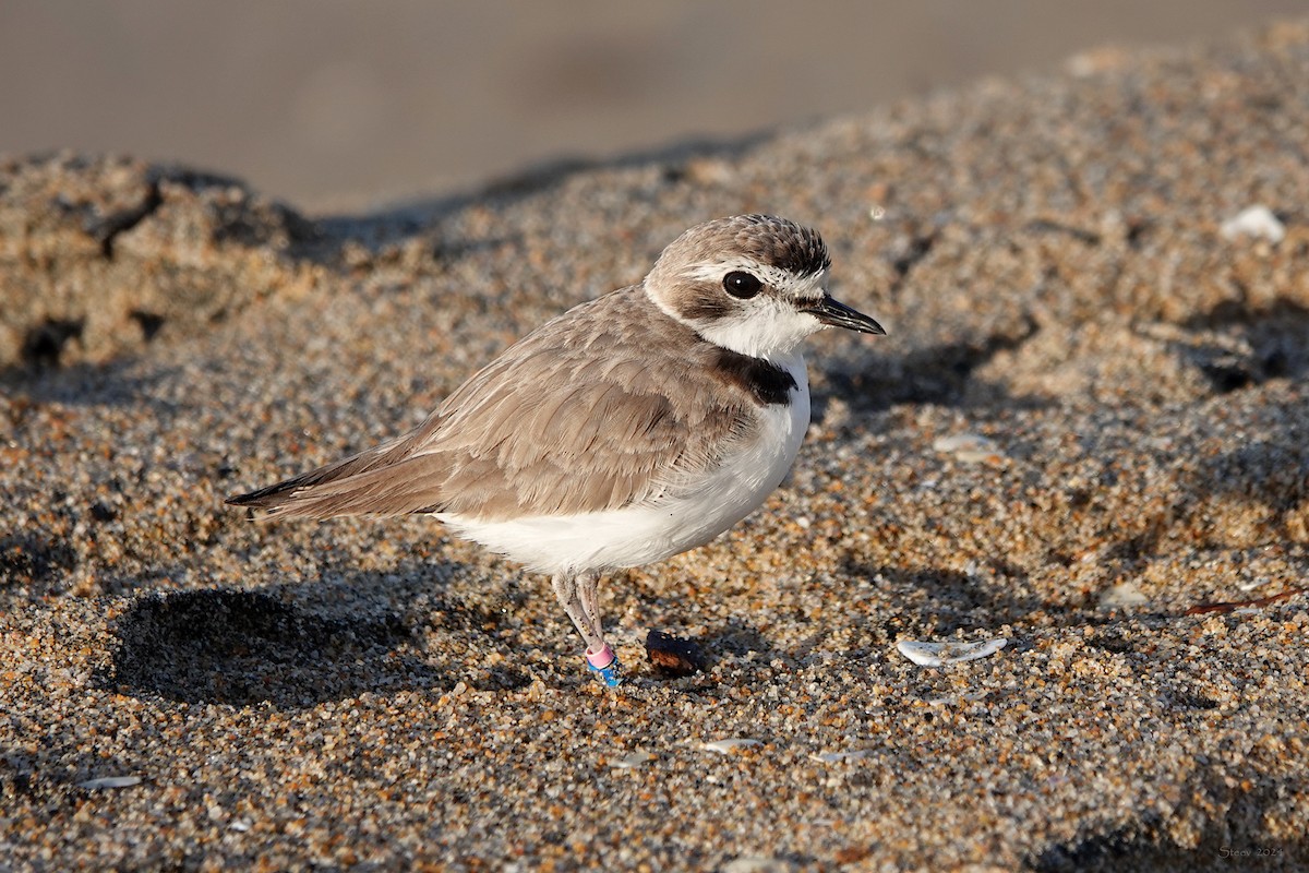 Snowy Plover - ML614621206