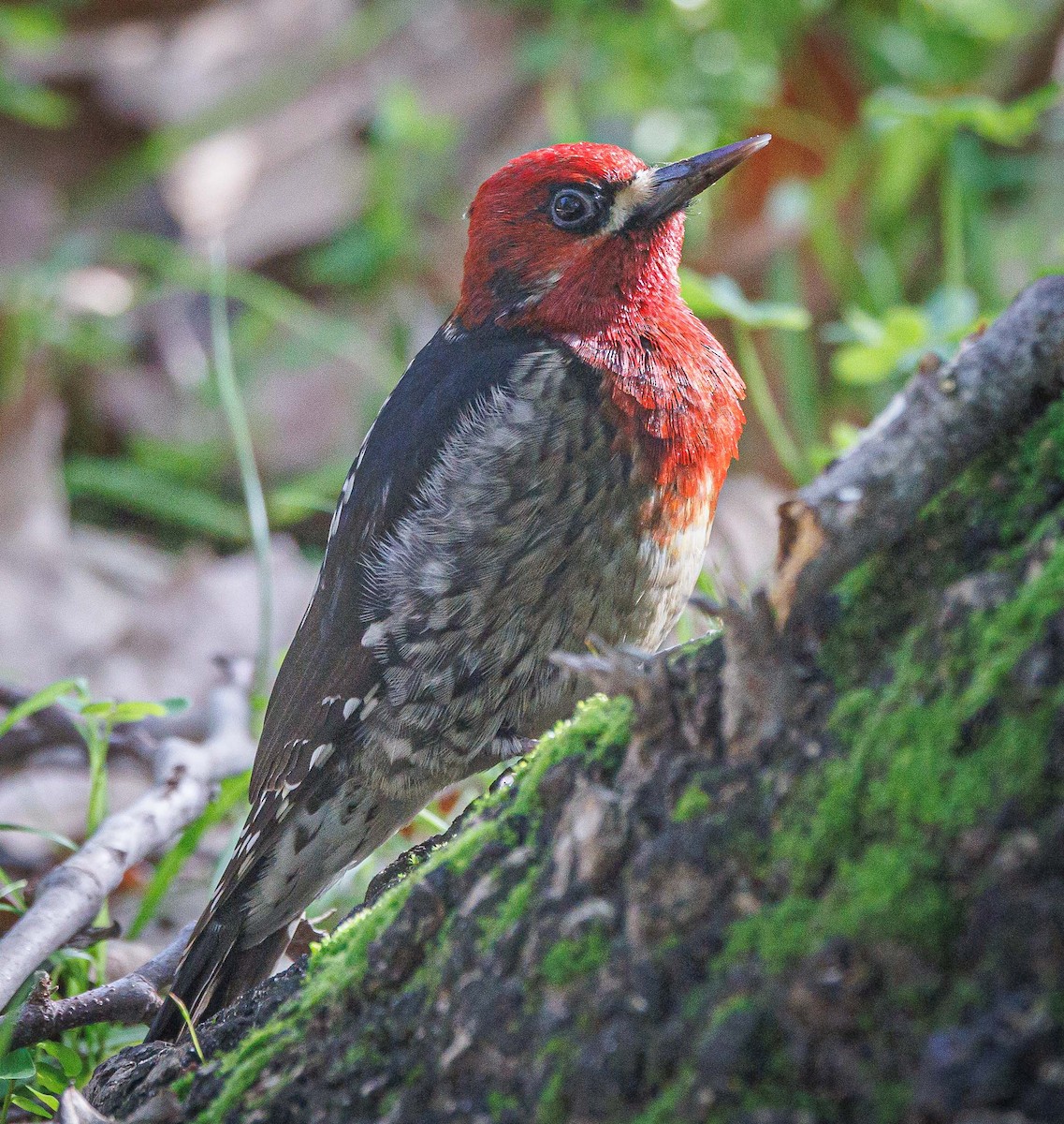 Pic à poitrine rouge - ML614621209