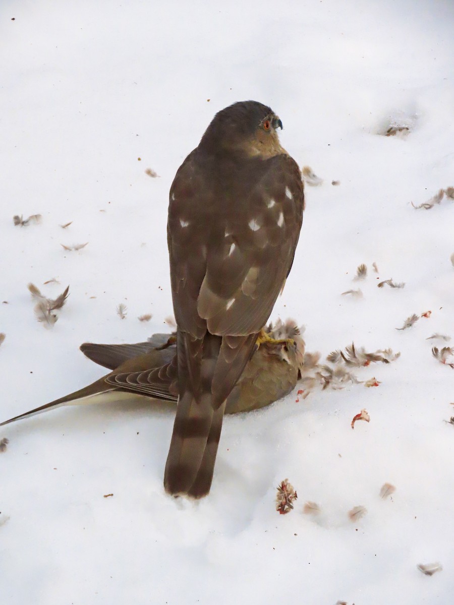 Sharp-shinned Hawk - ML614621348