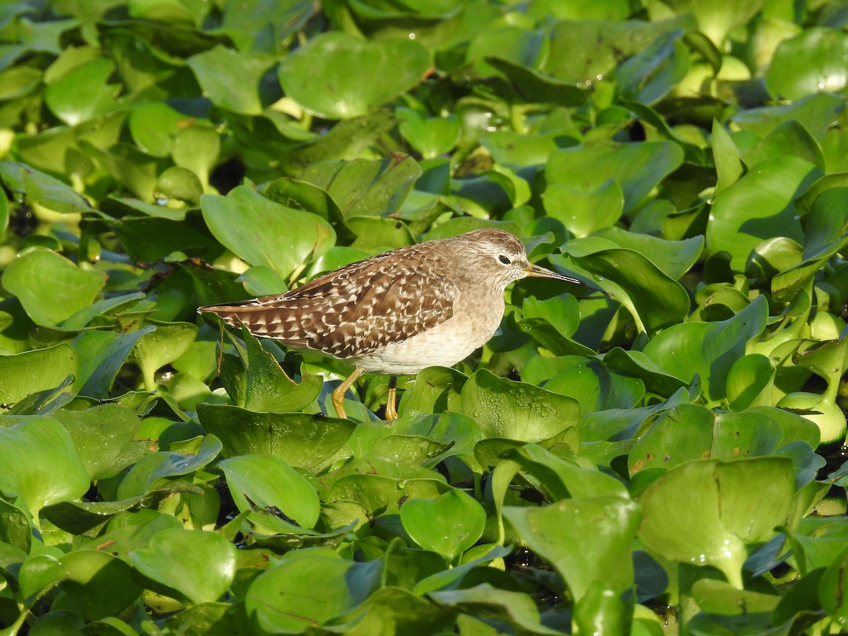 Wood Sandpiper - ML614621365