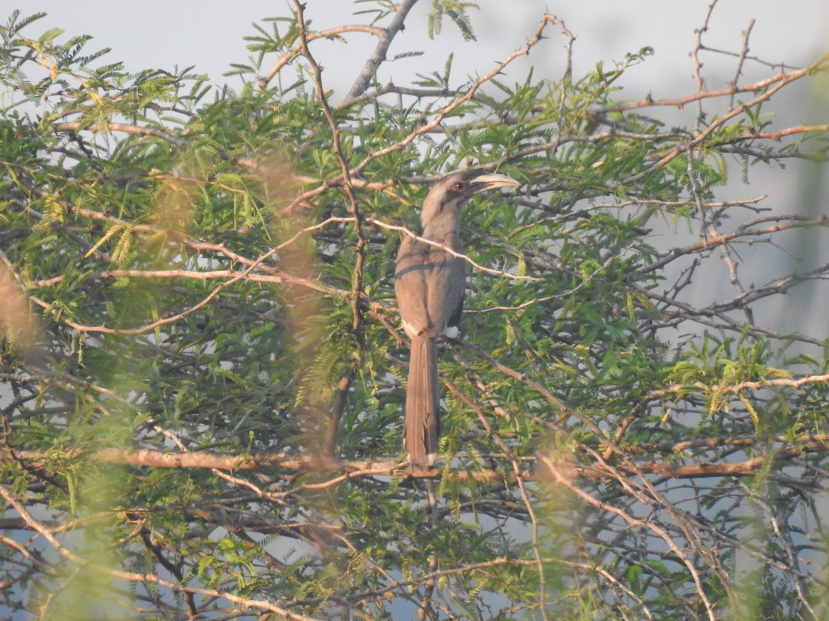 Indian Gray Hornbill - ML614621400