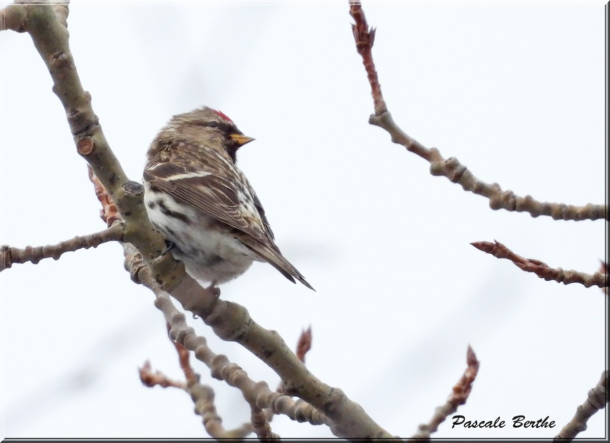 Redpoll (Common) - ML614621416