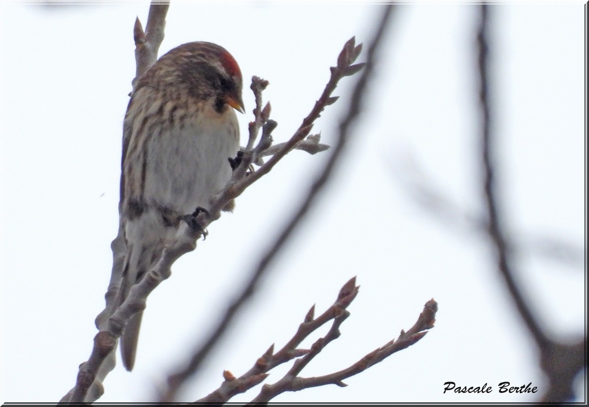 Redpoll (Common) - ML614621417