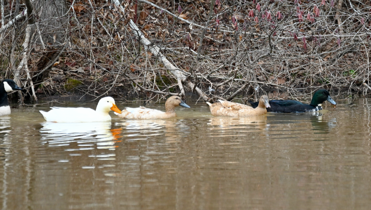 Тэжээмэл нугас - ML614621440