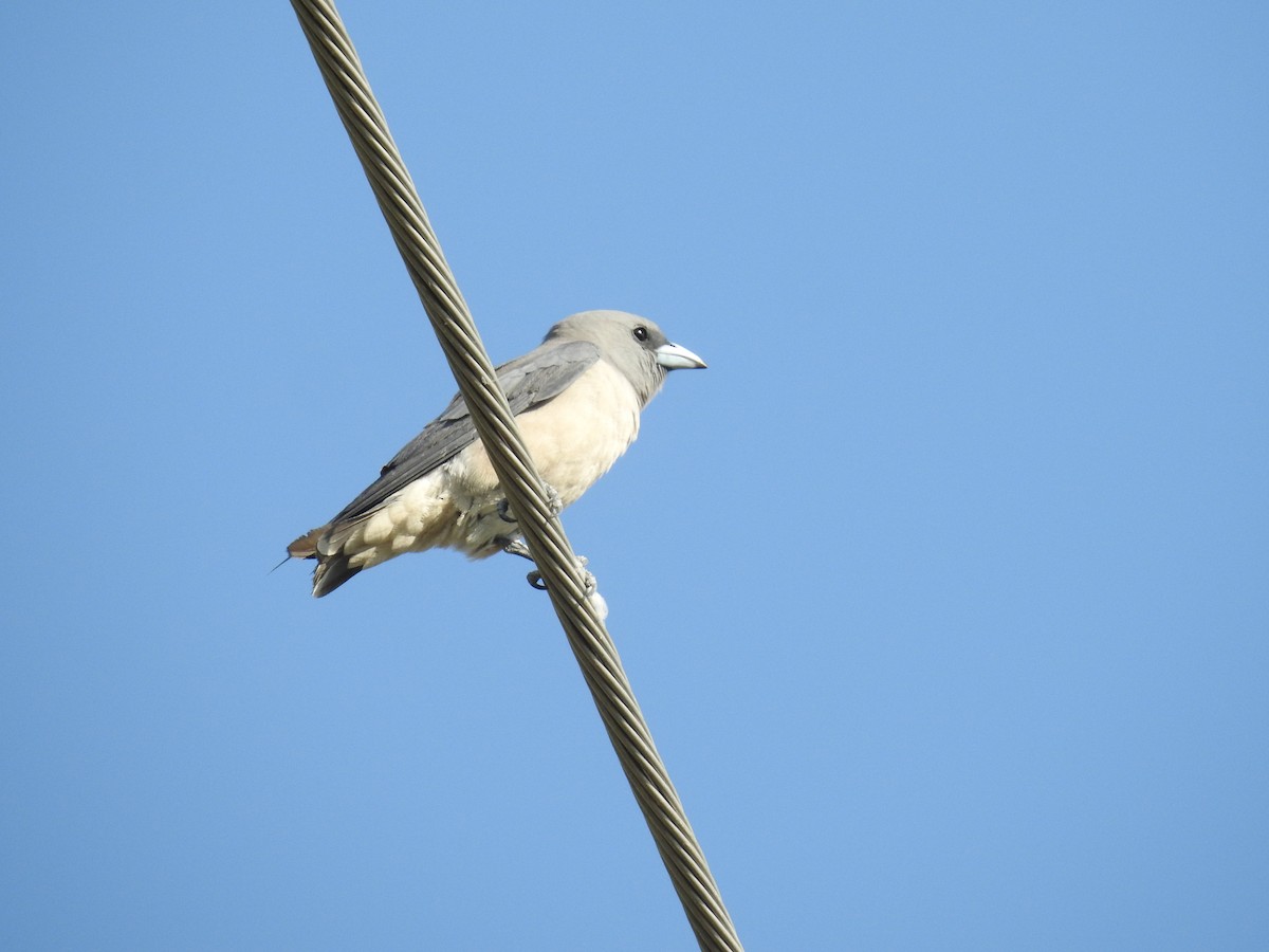 Ashy Woodswallow - ML614621452