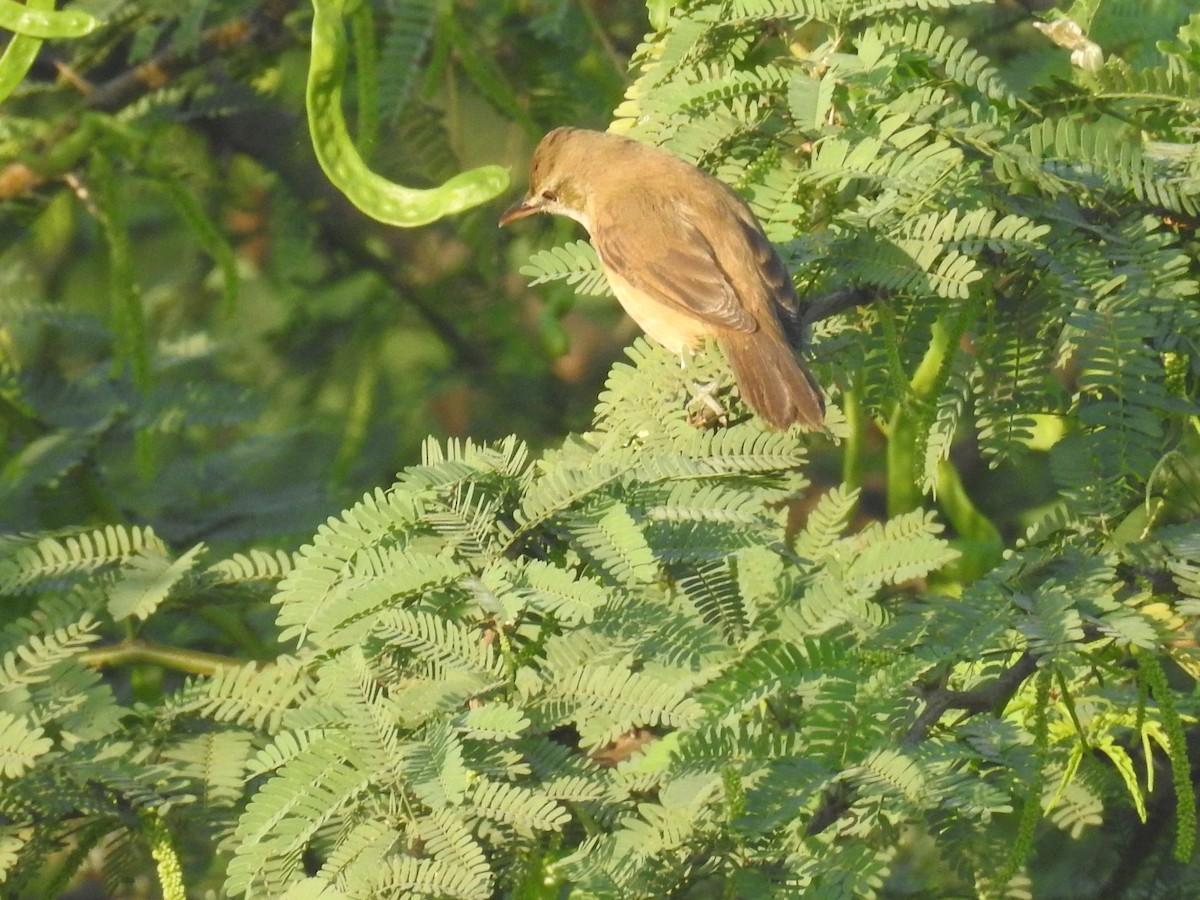 Clamorous Reed Warbler - ML614621526