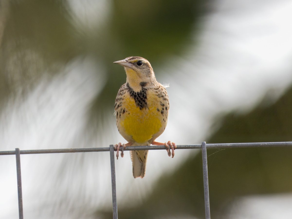 Western Meadowlark - ML614621547