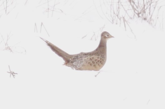 Ring-necked Pheasant - Joey Della Penna