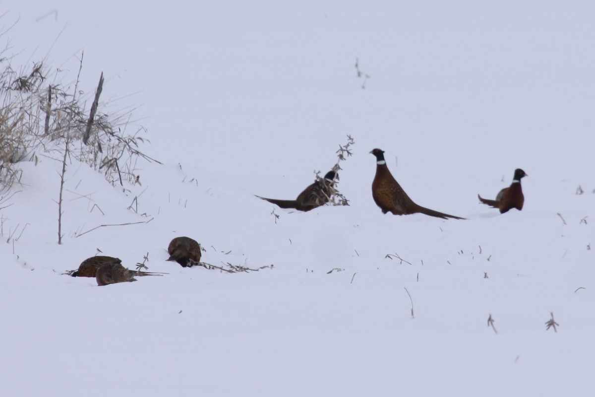 Ring-necked Pheasant - Joey Della Penna