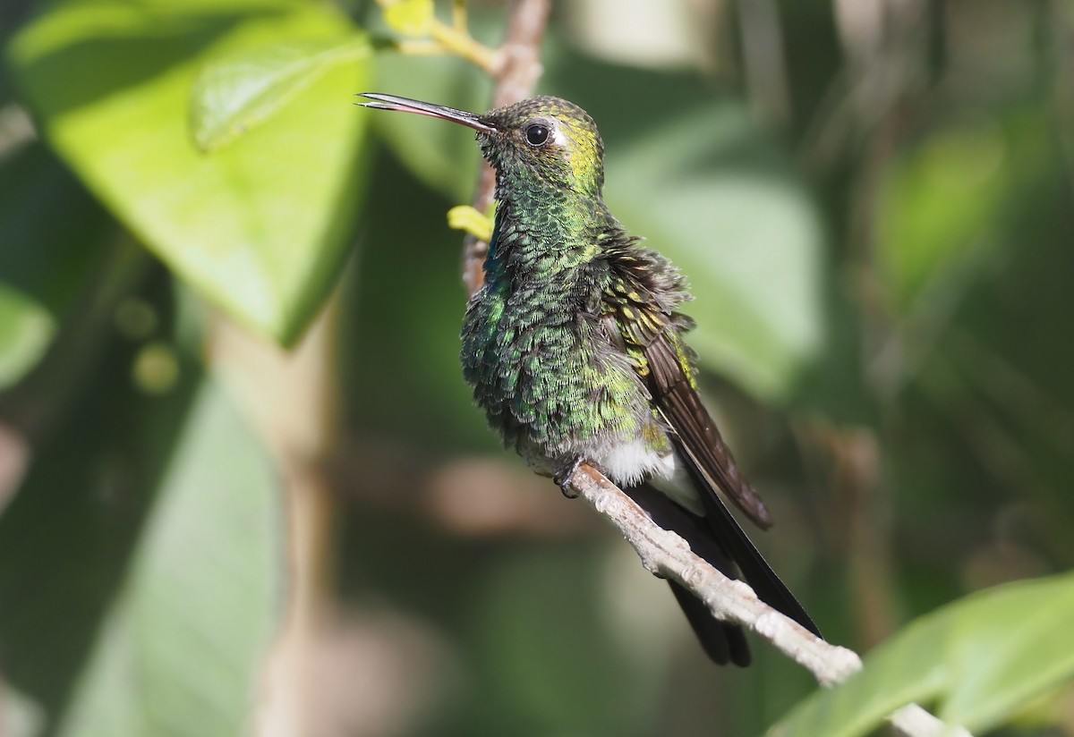 kolibřík kubánský - ML614621655