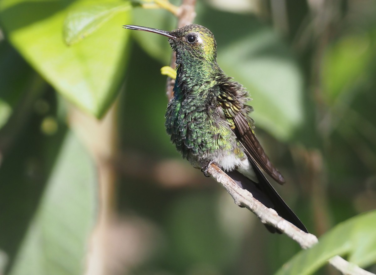 kolibřík kubánský - ML614621669
