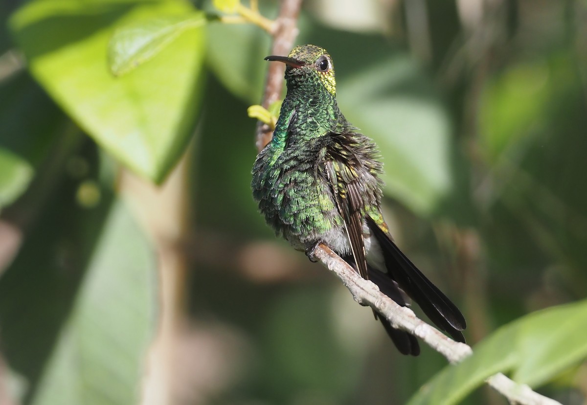 kolibřík kubánský - ML614621691