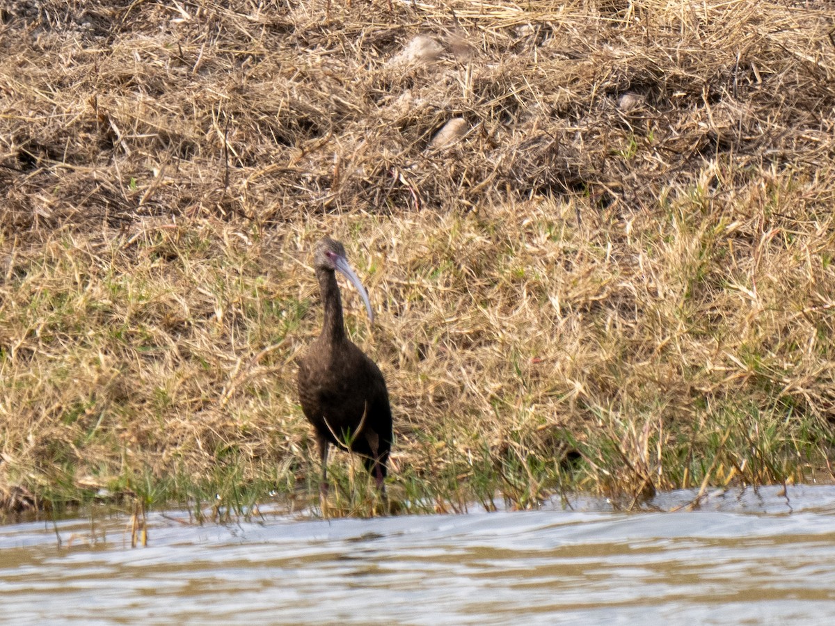 ibis americký - ML614621700