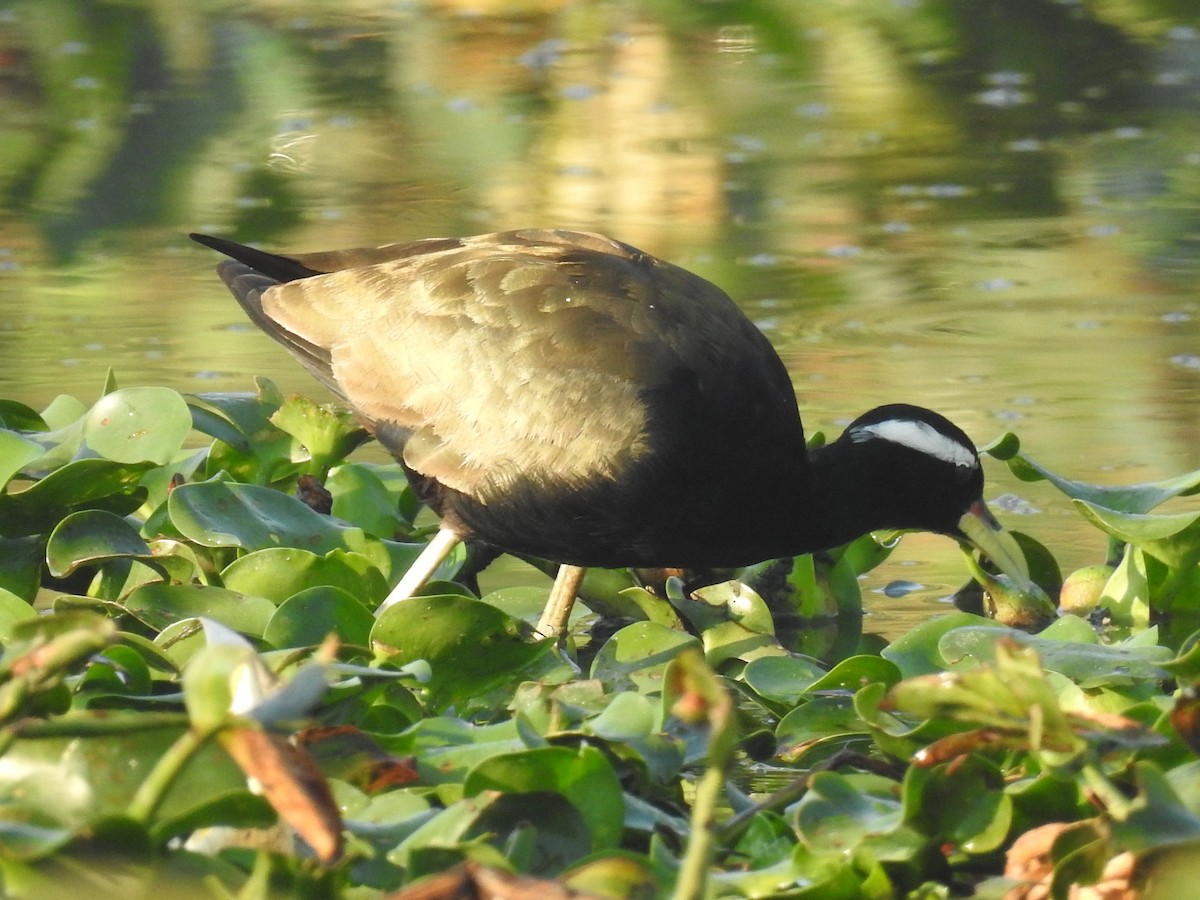 Bronze-winged Jacana - ML614621770