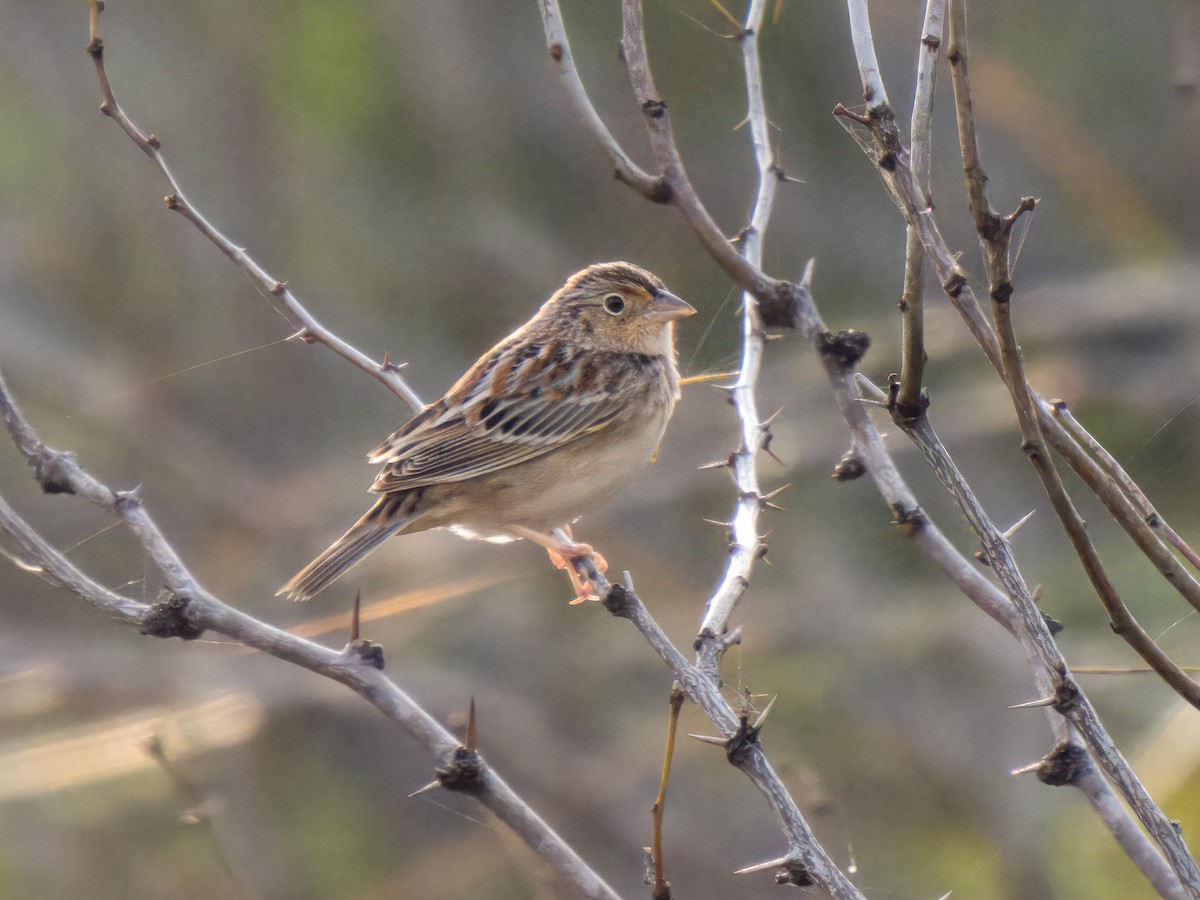 Grasshopper Sparrow - ML614621780