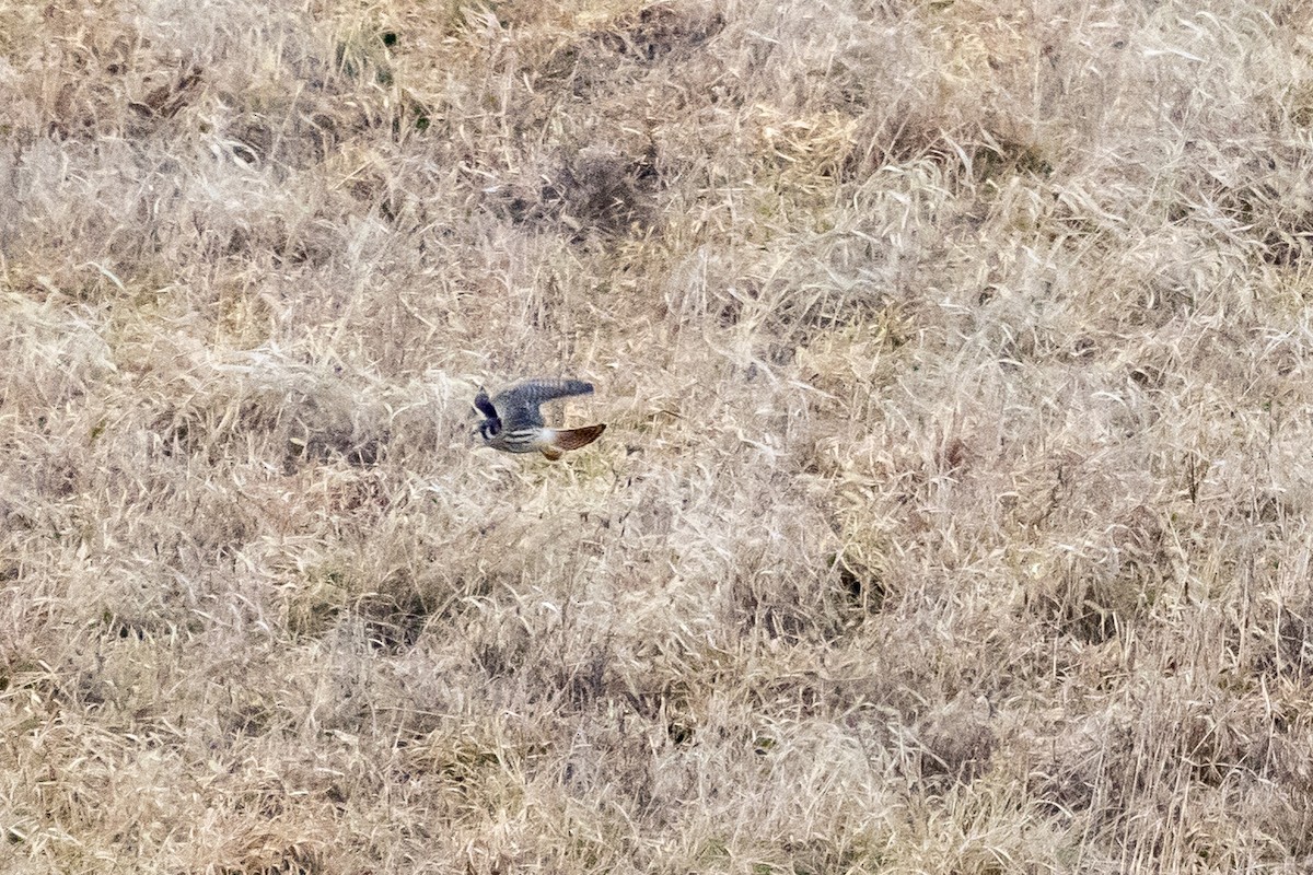 American Kestrel - ML614621796