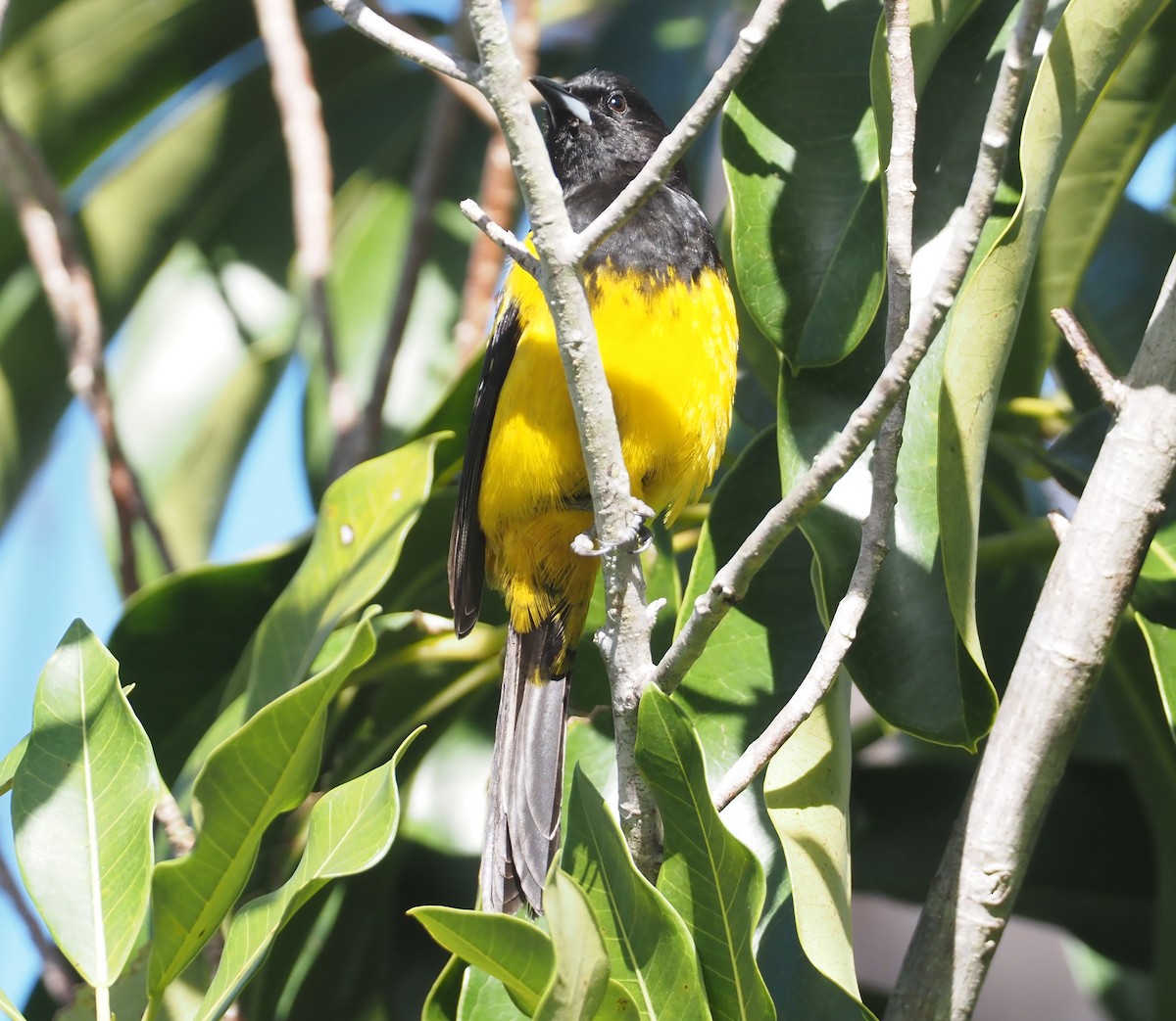 Oriole des Bahamas - ML614621819