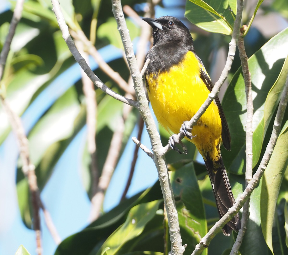 Bahama Oriole - Stephan Lorenz