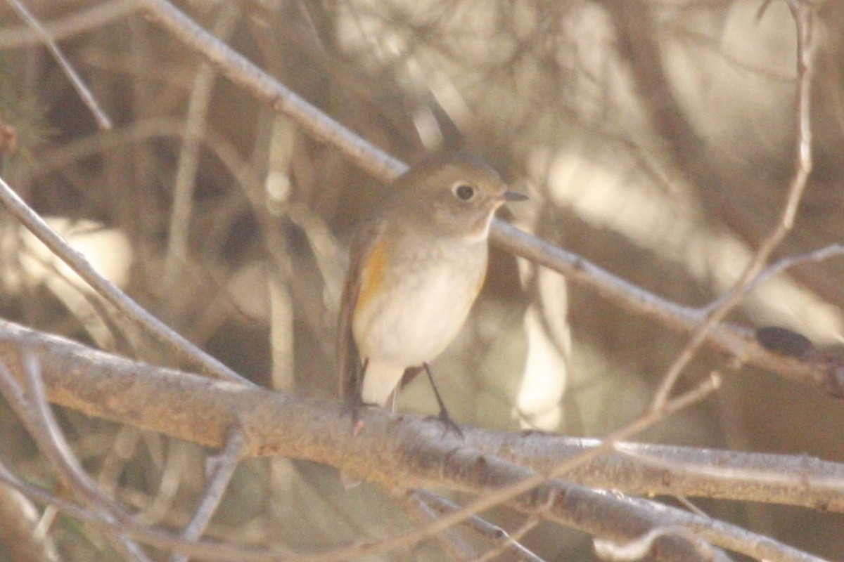 Red-flanked Bluetail - Joey Della Penna