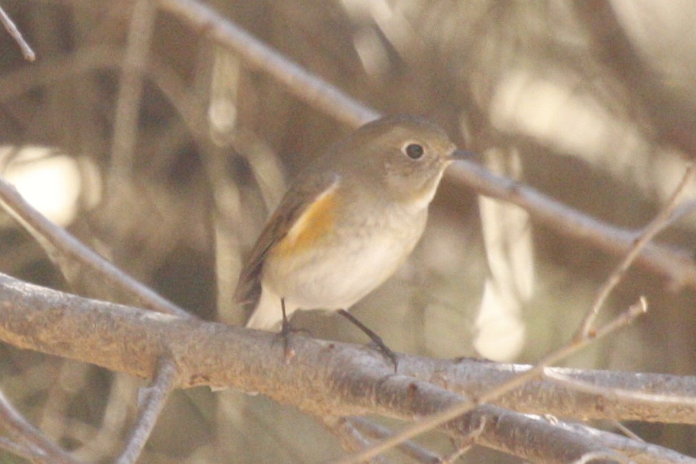 Red-flanked Bluetail - Joey Della Penna