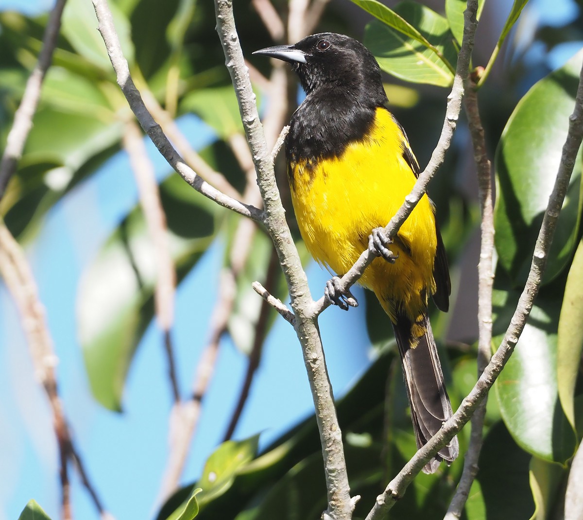 Bahama Oriole - ML614621848