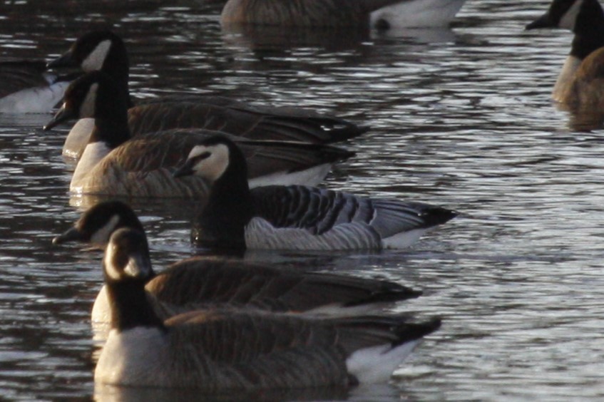 Barnacle Goose - ML614621891