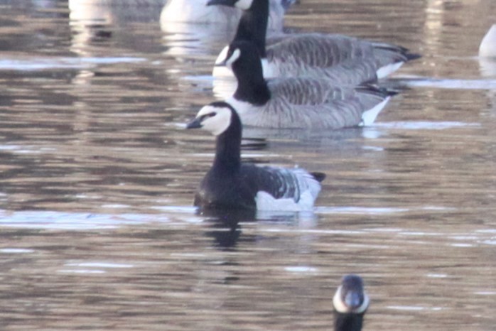 Barnacle Goose - ML614621894