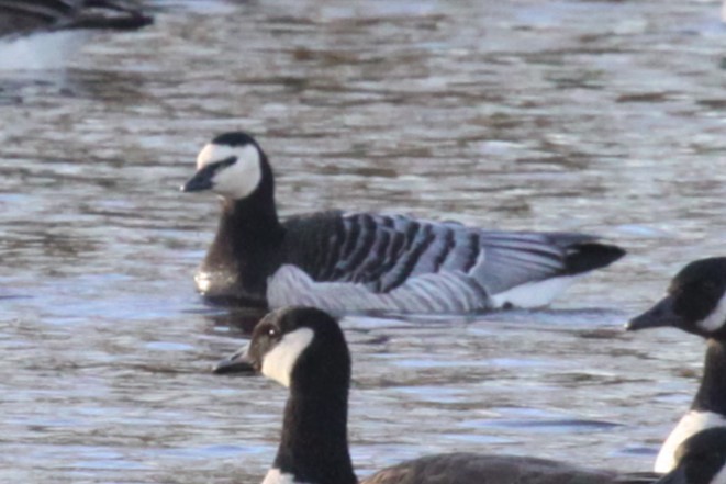 Barnacle Goose - ML614621895