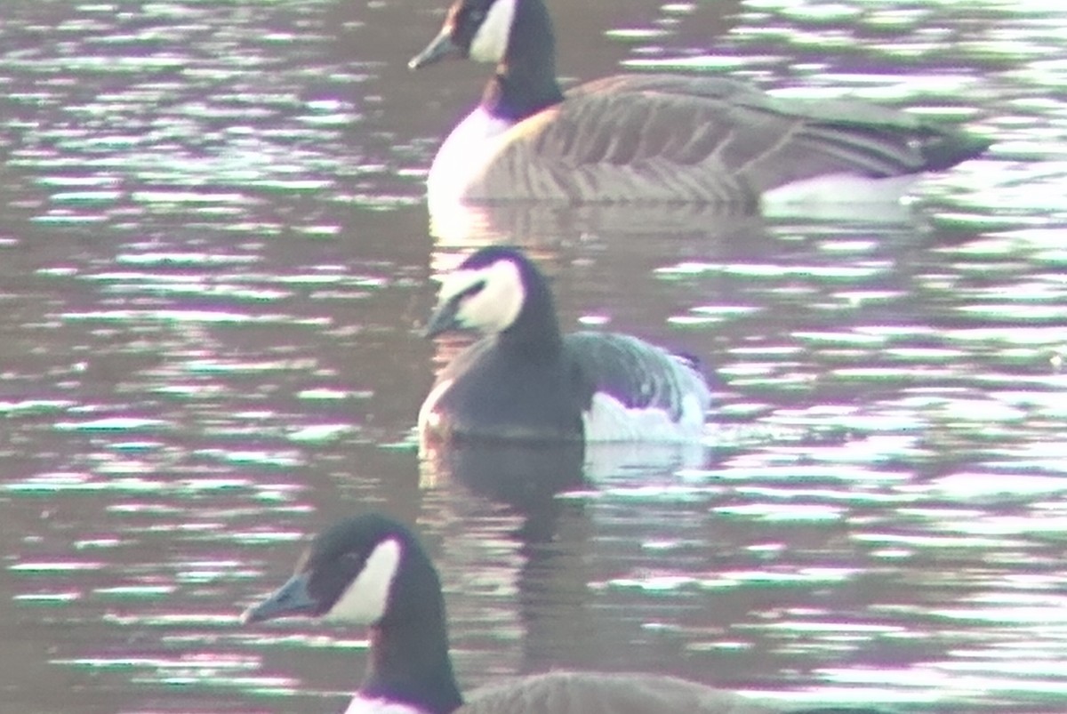 Barnacle Goose - ML614621896