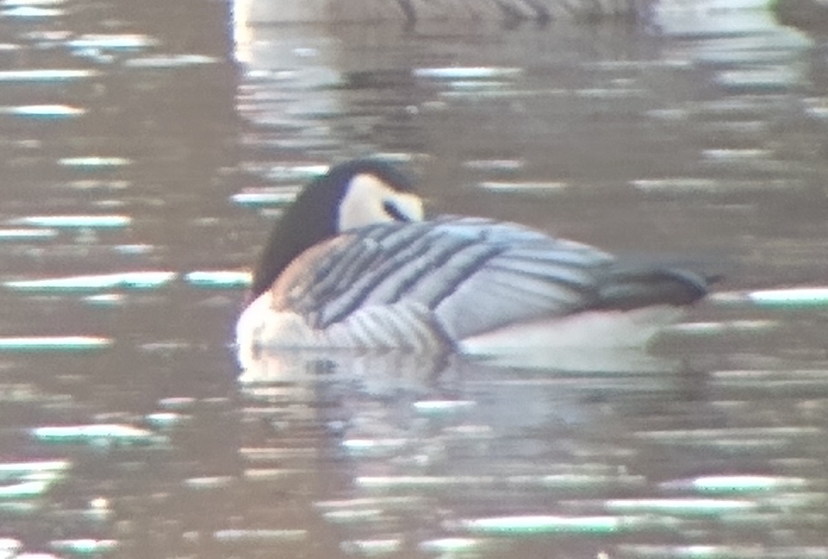 Barnacle Goose - Joey Della Penna