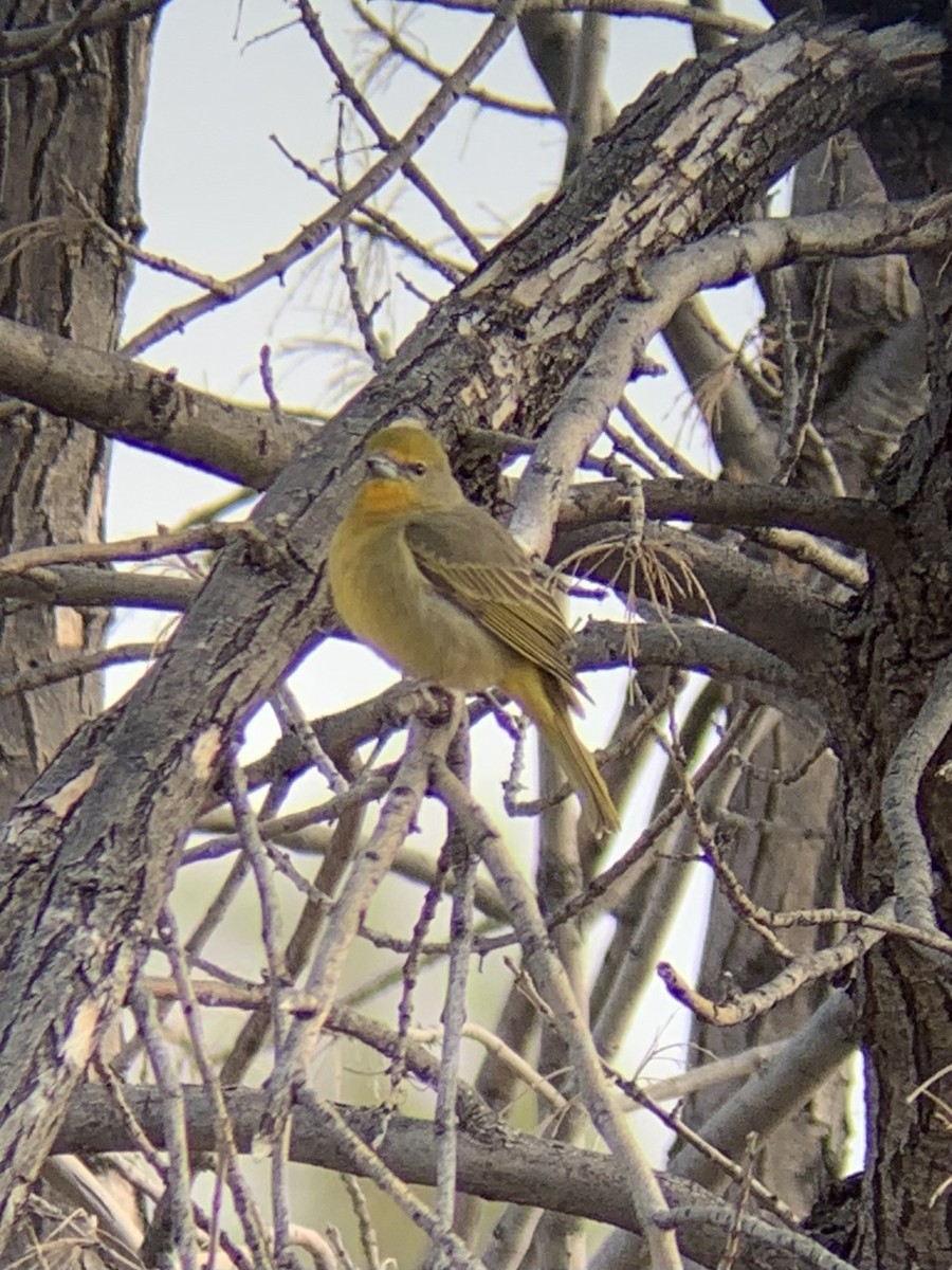 Hepatic Tanager - David Griffin