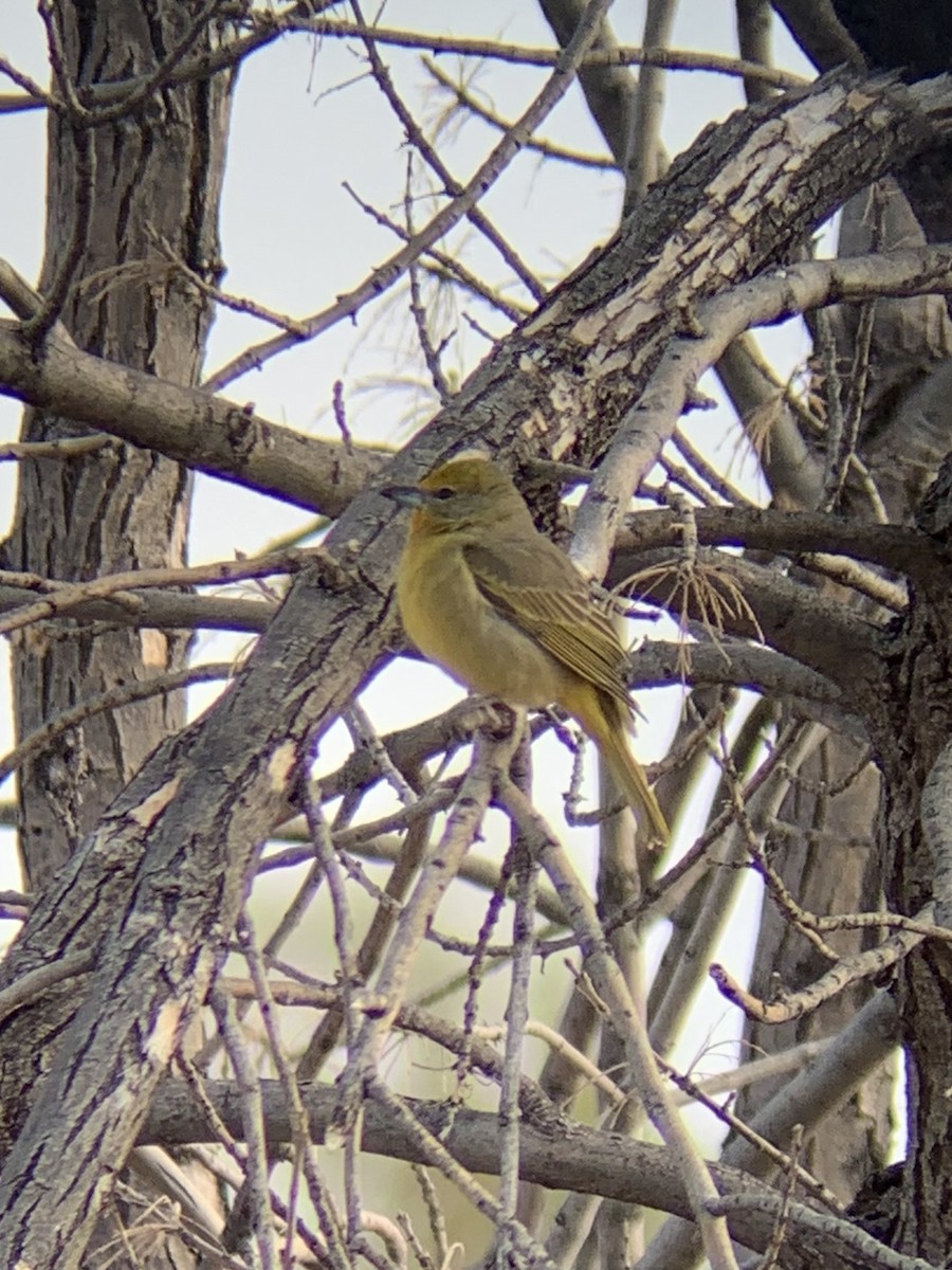 Hepatic Tanager - ML614621919