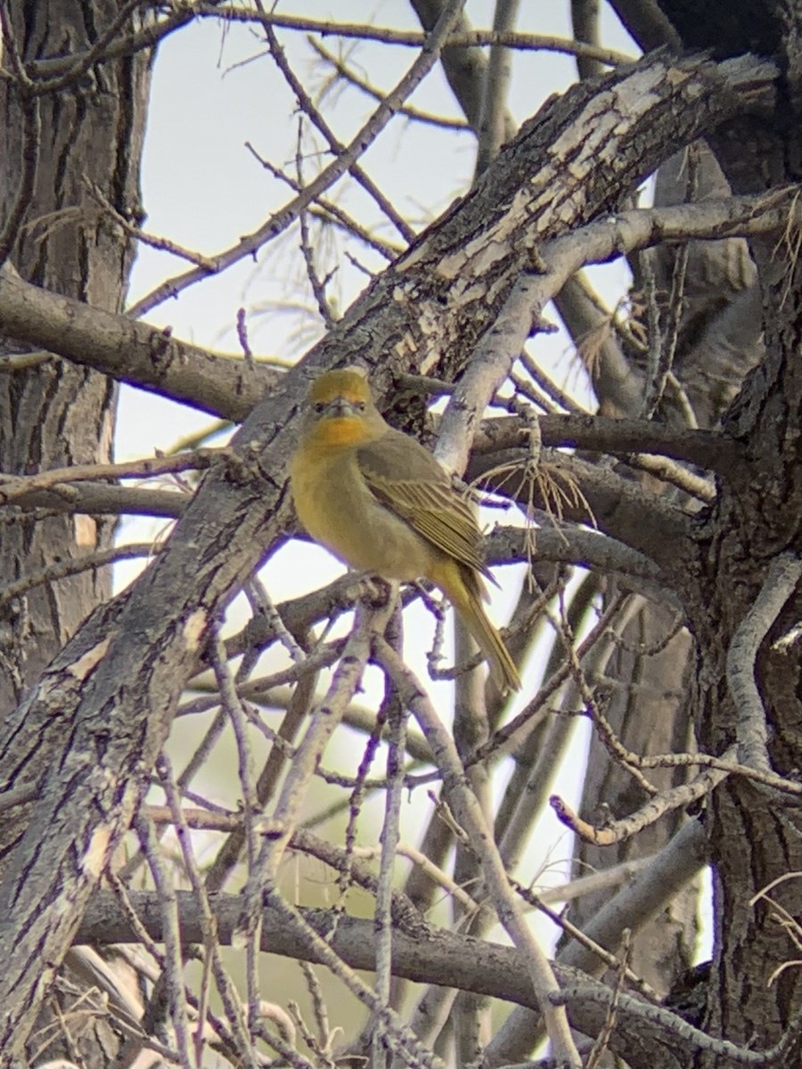 Hepatic Tanager - David Griffin