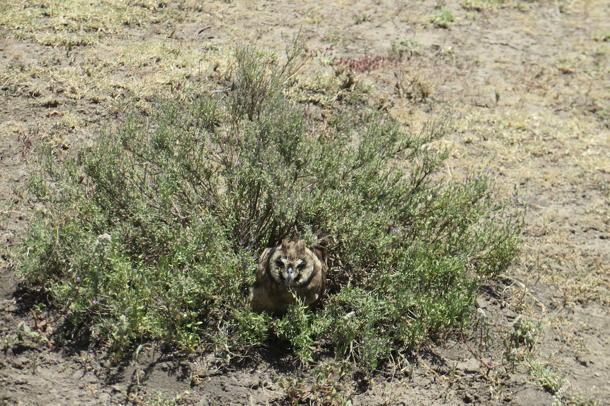 Marsh Owl - ML614621933