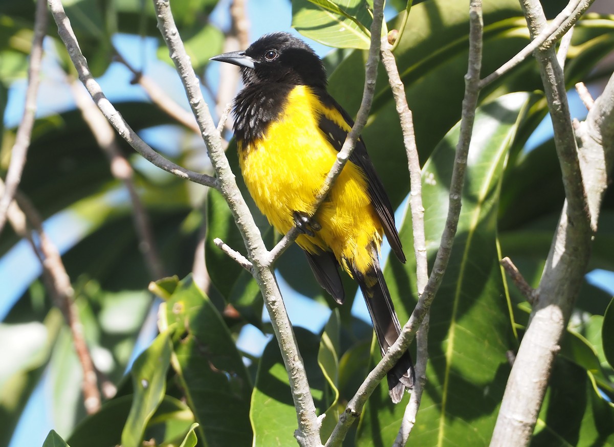 Oriole des Bahamas - ML614621935