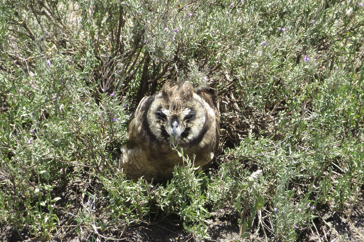 Marsh Owl - DsE McEn