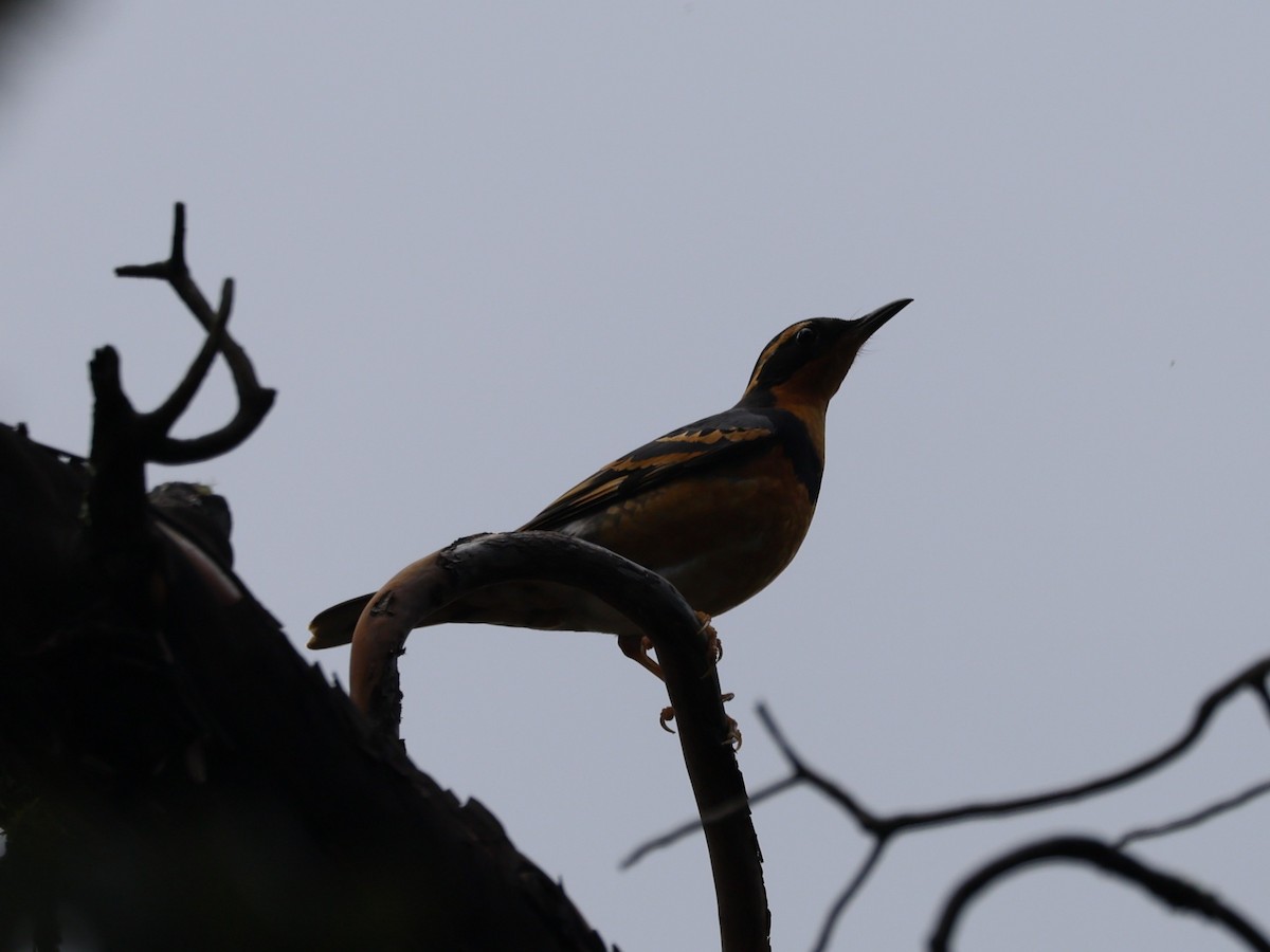 Varied Thrush - Brian Ahern