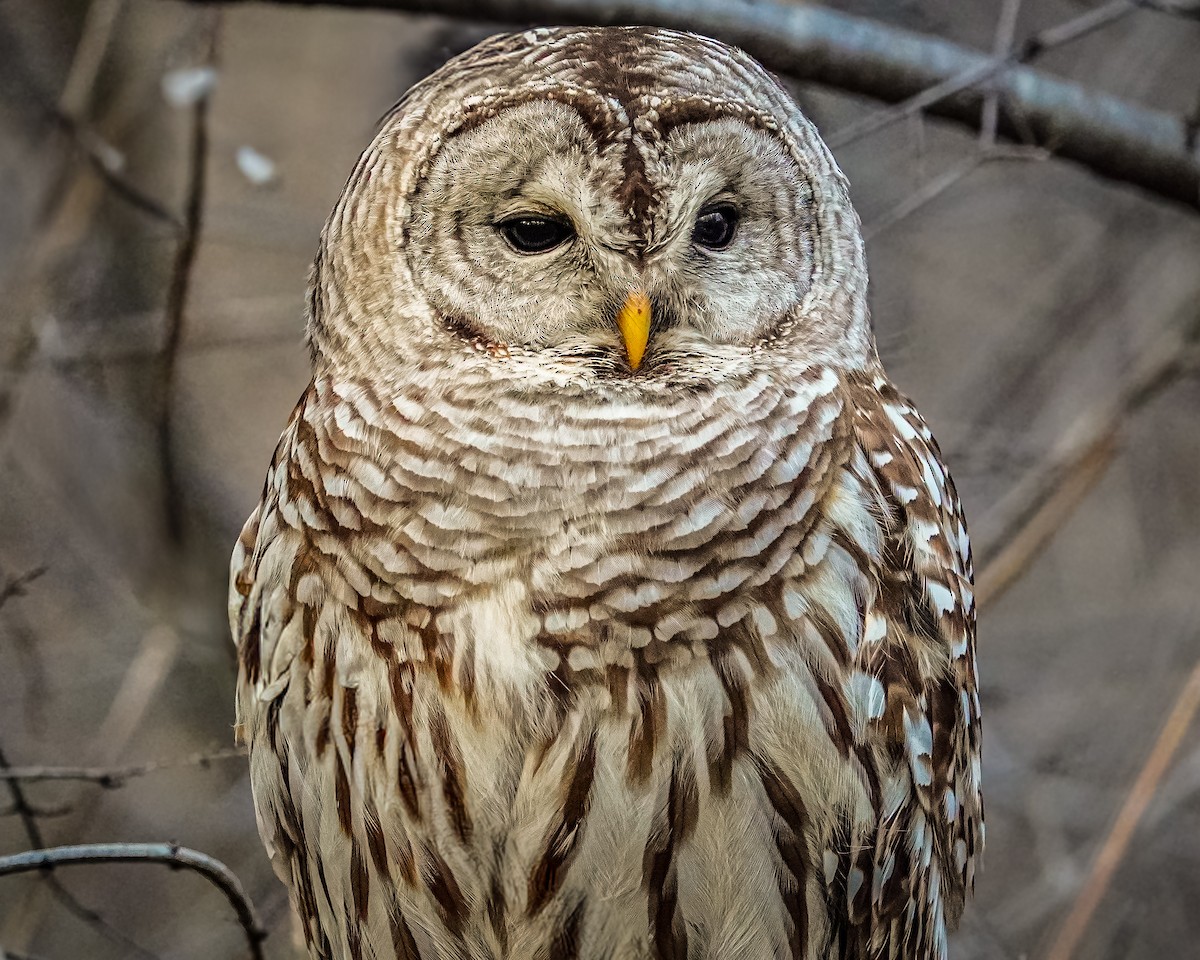 Barred Owl - ML614621996