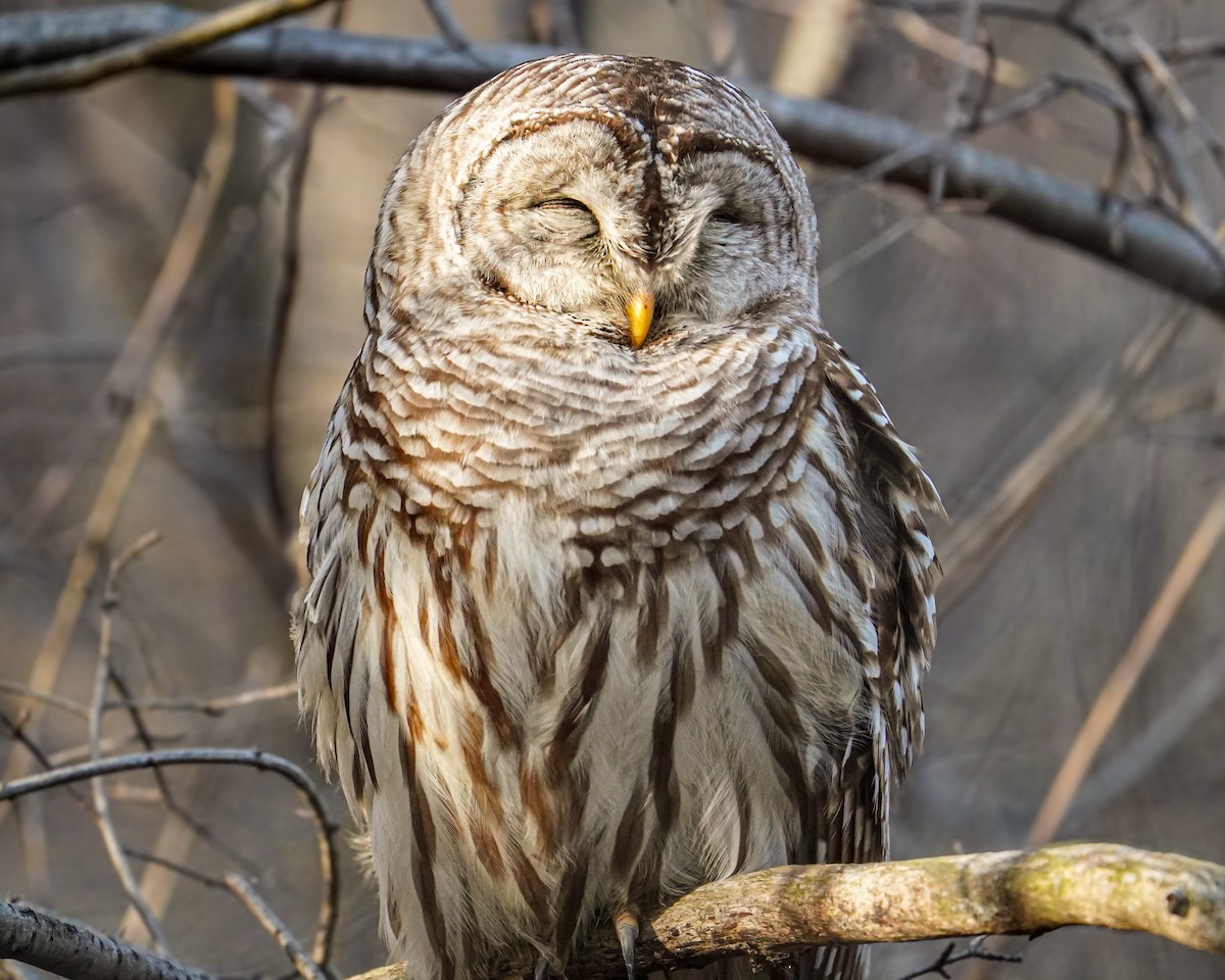 Barred Owl - ML614622000
