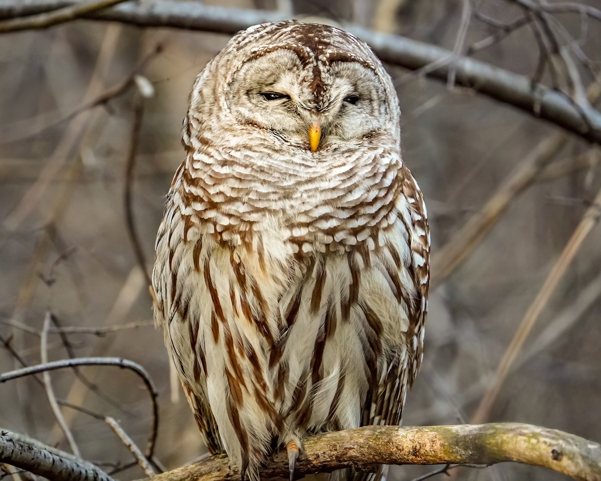 Barred Owl - ML614622002