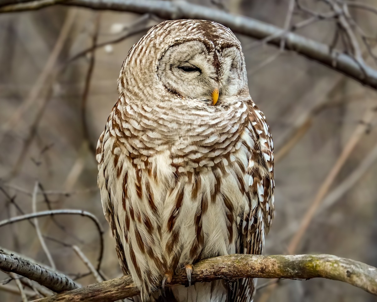Barred Owl - ML614622003