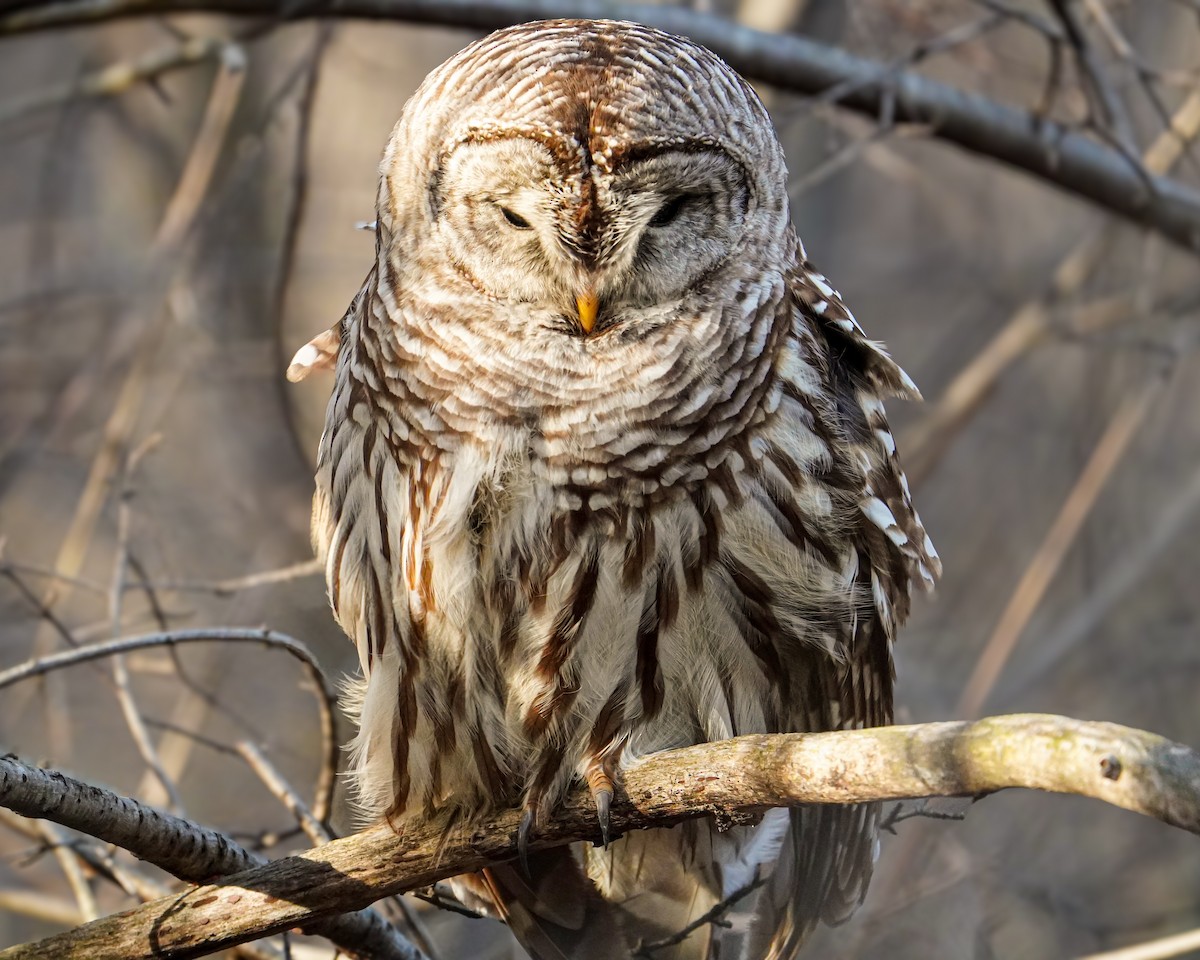 Barred Owl - ML614622004