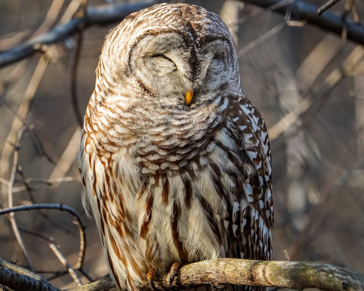 Barred Owl - ML614622005